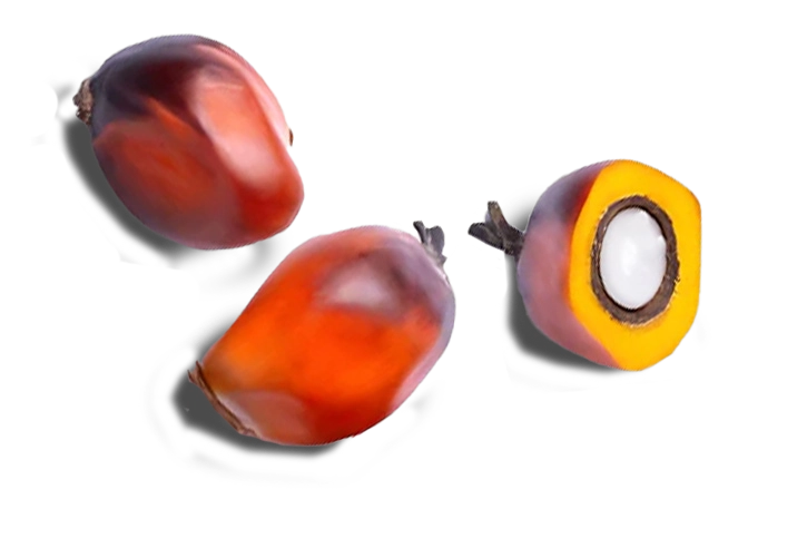Plody palmy ojon